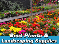 Best plants & landscaping