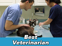 Best veterinarian or vet clinic